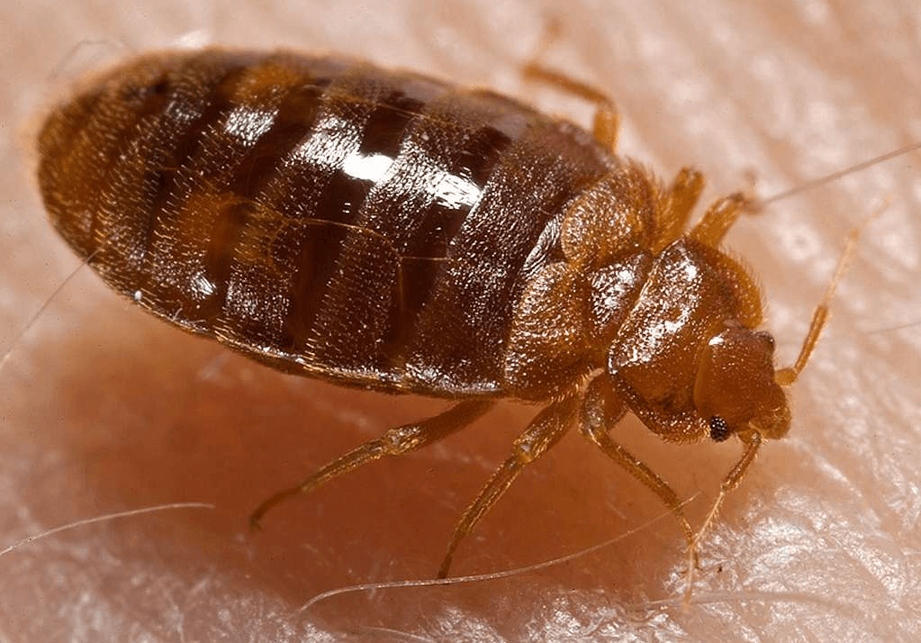 What Are Bed Bugs? A Beginner’s Guide